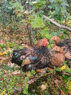 Goud zwart gezoomde Cochin kriel haantjes, Dieren en Toebehoren