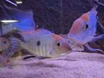 Zuid Amerikaanse cichliden (Geophagus Tapajos red head), Dieren en Toebehoren, Vis, Zoetwatervis, Schoolvis