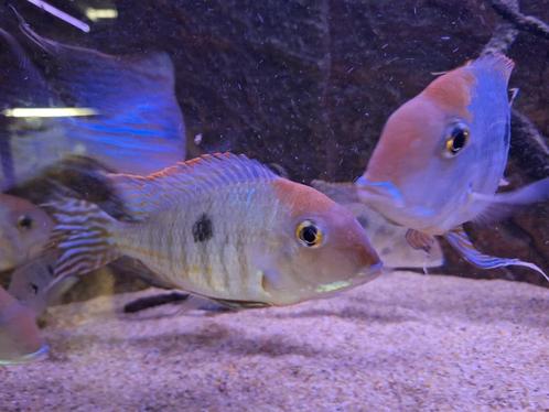Zuid Amerikaanse cichliden (Geophagus Tapajos red head), Dieren en Toebehoren, Vissen | Aquariumvissen, Zoetwatervis, Vis, Schoolvis