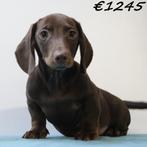 Teckel à poil court - chiots à vendre (mâles), 15 semaines à 1 an, Poils courts, Chien (mâle), Parvovirose