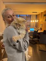 La gueule de bois de Neva Masquerade, Animaux & Accessoires, Chat, Vermifugé, 0 à 2 ans