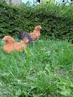 Gebaarde sabelpootkriel hennen/ hennentjes/ sabelpoten te ko, Dieren en Toebehoren, Pluimvee, Vrouwelijk, Kip
