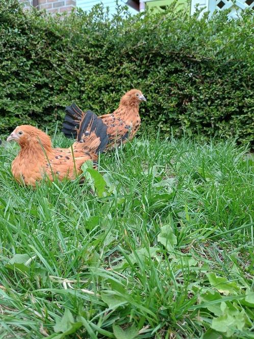 Gebaarde sabelpootkriel hennen/ hennentjes/ sabelpoten te ko, Dieren en Toebehoren, Pluimvee, Kip, Vrouwelijk