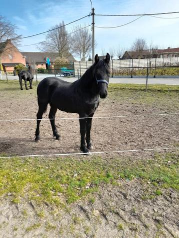 Arabo Friese merie veulen, Dieren en Toebehoren