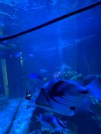 Zeeaquarium trekker vis, Dieren en Toebehoren