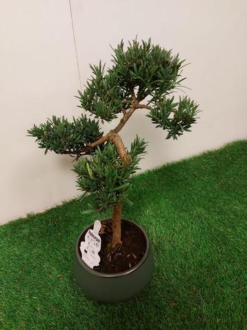 Bonsai podocarpus beschikbaar voor biedingen