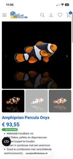 Te koop gele dokter wildvang en nemo Percula Onyx, Poisson, Poisson de mer