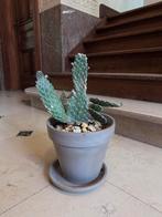 Cactus 20cm, Ophalen, Cactus