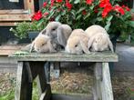 Knuffelkonijntjes/nederlandse dwerghangoren, Meerdere dieren, Dwerg, Hangoor, 0 tot 2 jaar
