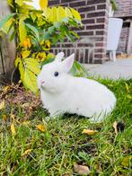 Kleurdwerg pooltje rammetje (wit met blauwe ogen