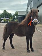 2 NSPS shetlander veulens, Dieren en Toebehoren, Pony's, Hengst, Ontwormd