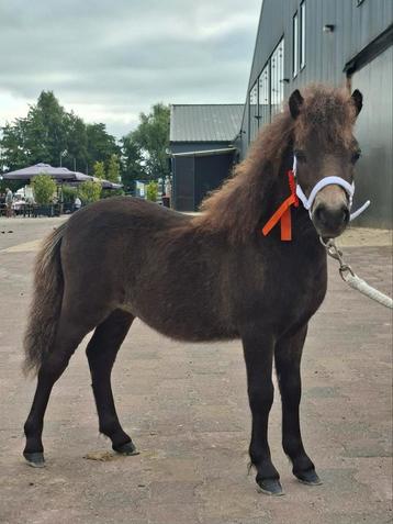 2 NSPS shetlander veulens beschikbaar voor biedingen