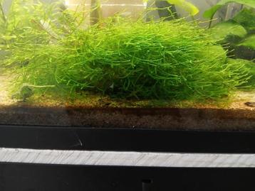 Weeping moss beschikbaar voor biedingen