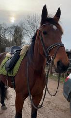 Super knappe en lieve merrie!, Dieren en Toebehoren, Merrie, Minder dan 160 cm, 3 tot 6 jaar, Recreatiepaard