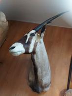 jacht trofee, Verzamelen, Dierenverzamelingen, Ophalen, Zo goed als nieuw, Wild dier, Gewei of Kop