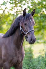 Talentvolle 2 jarige dressuurmerrie, Dieren en Toebehoren, Paarden, Merrie, B, Gechipt, Dressuurpaard