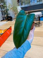 Philodendron plant, Overige soorten, In pot, Minder dan 100 cm, Groene kamerplant