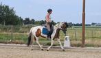 Allround prachtige lieve D pony merrie, Dieren en Toebehoren, 7 tot 10 jaar, Recreatiepony, D pony (1.37m tot 1.48m), Merrie