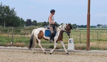 Allround prachtige lieve D pony merrie  beschikbaar voor biedingen