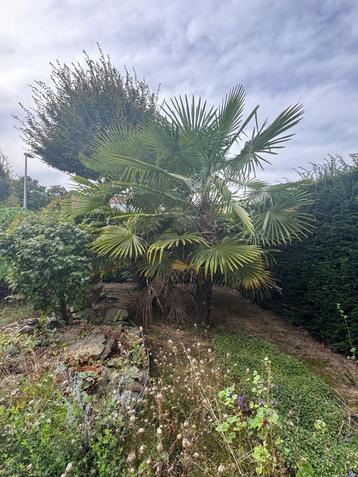 Twee washingtonia palmen beschikbaar voor biedingen
