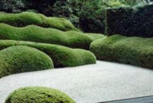 BUXUSBOLLEN ,KEGELS ,KUBUSSEN ,HAAGPLANTEN SCHERPE PRIJZEN ., Tuin en Terras, Planten | Tuinplanten, Ophalen of Verzenden