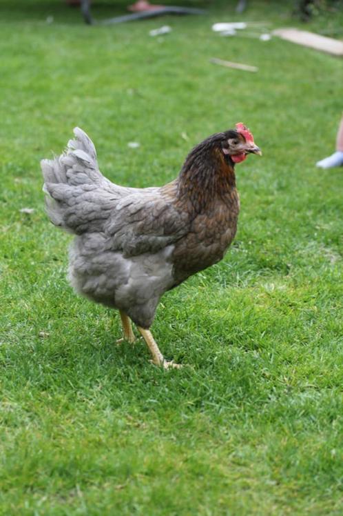 Ruime keuze legkippen, Dieren en Toebehoren, Pluimvee