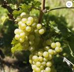 MUSCAT-druif, Ophalen