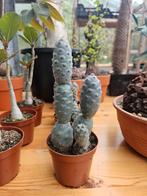 Tephrocactus articulatus, Huis en Inrichting, Ophalen of Verzenden, Cactus