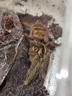 Neoholothele incei classic vrouw 2,5-3 cm lichamlengte, Animaux & Accessoires, Insectes & Araignées