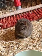 Kleurdwergen te koop voor goede thuis, Dieren en Toebehoren, Konijnen, Meerdere dieren, Dwerg, 0 tot 2 jaar