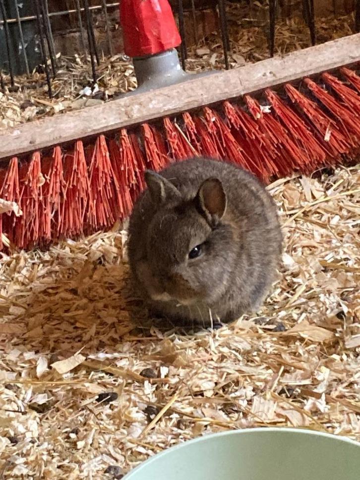 Kleurdwergen te koop voor goede thuis, Dieren en Toebehoren, Konijnen, Dwerg, Meerdere dieren, 0 tot 2 jaar