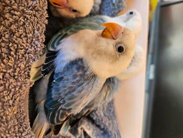 Handopfok agapornis fischeri, Dieren en Toebehoren, Geslacht onbekend, Dwergpapegaai of Agapornis, Geringd