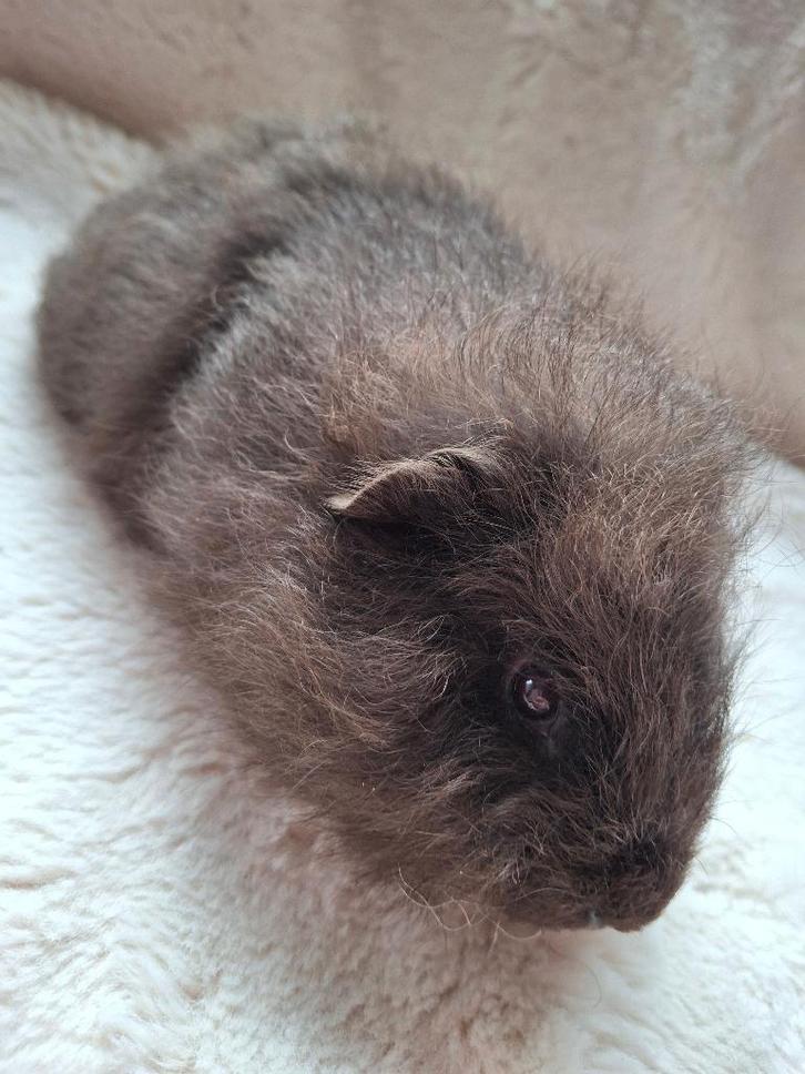 Ch teddy beertje, Animaux & Accessoires, Rongeurs, Mâle, Cobaye, Décembre, Domestique