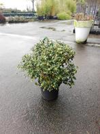 Osmanthus burkwoodii bol, Tuin en Terras, Ophalen of Verzenden