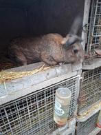 Rammelaar, Dieren en Toebehoren, Konijnen, Mannelijk, Groot