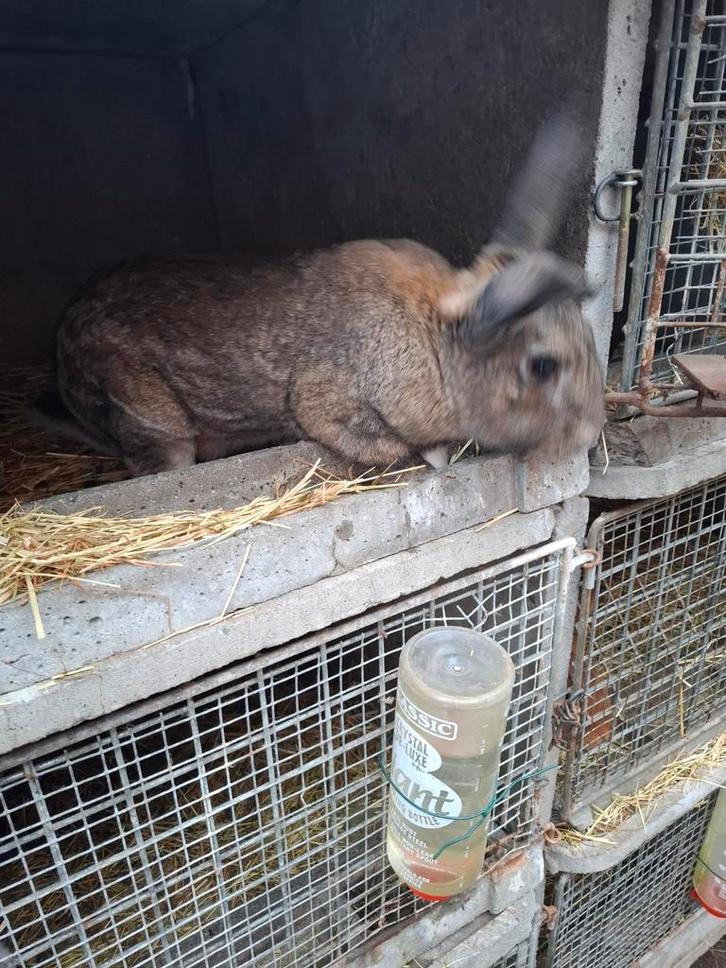 Rammelaar, Dieren en Toebehoren, Konijnen, Groot, Mannelijk