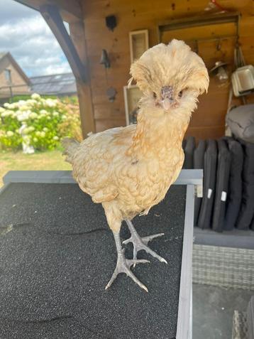 Paduwa kip (2 hennen beschikbaar ) beschikbaar voor biedingen
