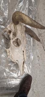 Schedel dier, Enlèvement ou Envoi, Crâne