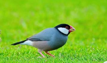 2 Rijstvogel ook wel (padda) of (glatik) genoemt beschikbaar voor biedingen