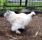 zijdehoen haan gratis, Dieren en Toebehoren, Mannelijk, Kip