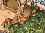 Serpent a vendre, Dieren en Toebehoren, Reptielen en Amfibieën, Slang