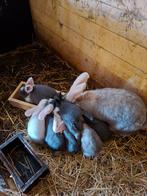 Duitse reuzen, Dieren en Toebehoren, Konijnen, Meerdere dieren, Groot
