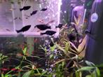 jonge black Molly's, Dieren en Toebehoren, Vissen | Aquariumvissen, Vis, Zoetwatervis, Schoolvis