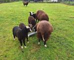 Zwartbles schapen, Schaap, Meerdere dieren, 0 tot 2 jaar