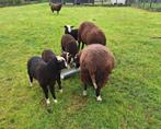 Zwartbles schapen, Schaap, Meerdere dieren, 0 tot 2 jaar