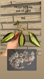 Hoya latifolia pot of gold, Huis en Inrichting, Kamerplanten, Ophalen of Verzenden