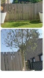 2grote plantenbakken met olijfboom, Tuin en Terras, Planten | Tuinplanten, Ophalen
