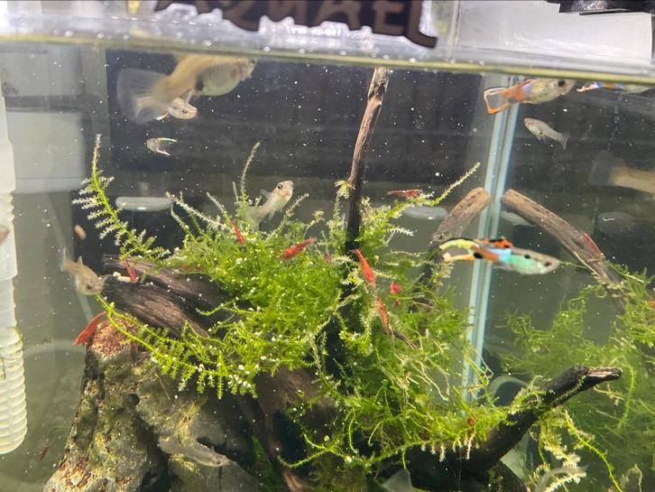 Guppy endler, Dieren en Toebehoren, Vissen | Aquaria en Toebehoren, Zo goed als nieuw, Ophalen