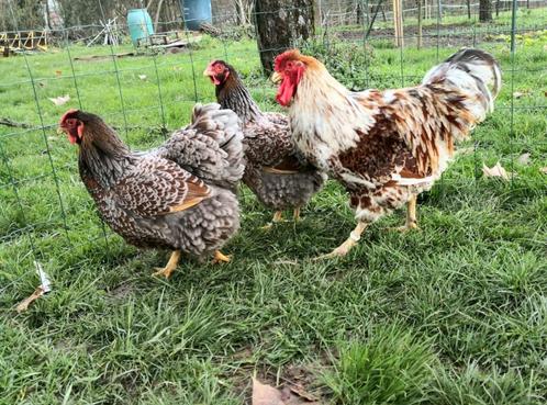 Œufs Wyandotte doré liseré, Dieren en Toebehoren, Pluimvee, Kip
