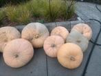 Grote pompoenen, Tuin en Terras, Ophalen, Zo goed als nieuw
